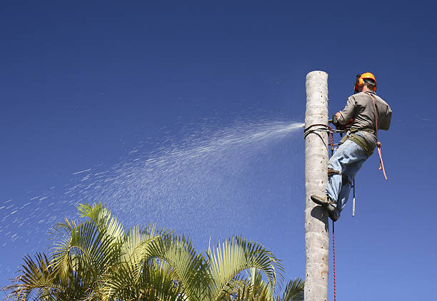 Best Fruit Tree Pruning  in Grandville, MI